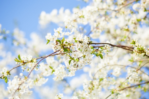 Fleur De Printemps Avec Un Ciel Bleu Et Des Fleurs Blanches Sur Une Belle Journee De