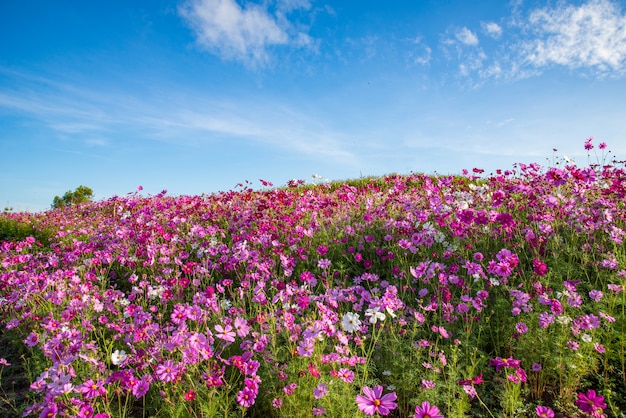 Fleur De Printemps Fleur Champ Cosmos Rose Qui Fleurit Dans