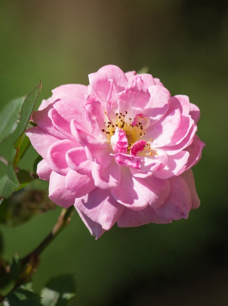 Fleur De Rose Blanche Dans Un Jardin Télécharger Des