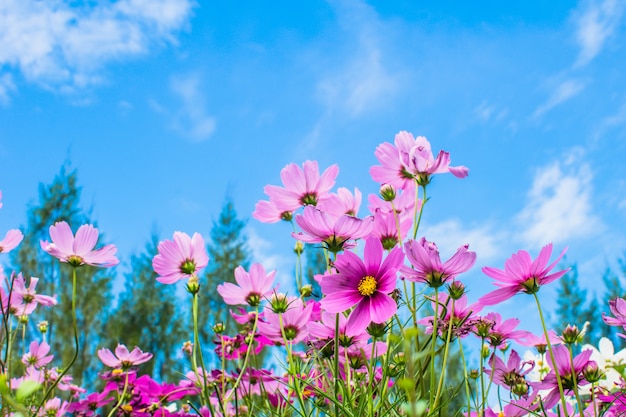 Fleur Rose Qui Fleurit Dans Le Champ Qui Fleurit Dans Le