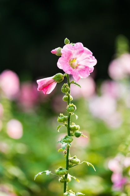 Rose Tremiere Vecteurs Et Photos Gratuites