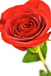 Fleur Rose Télécharger Des Photos Gratuitement