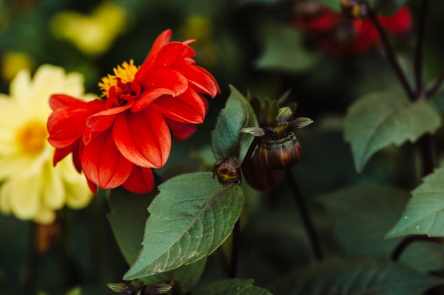 Fleur Rouge à Centre Jaune Et Pétales Ondulés Dahlia