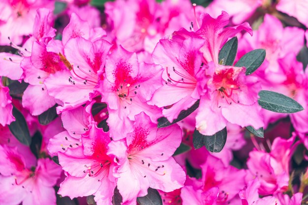 Une Fleur Rouge Un Printemps Florissant Télécharger Des