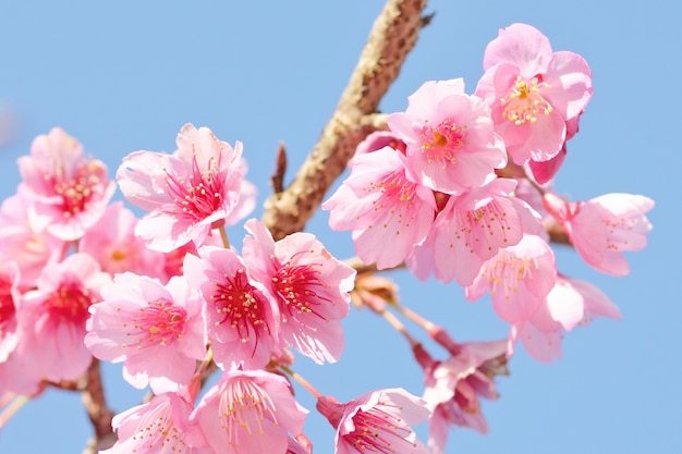  Fleur  Sakura  Photo Premium