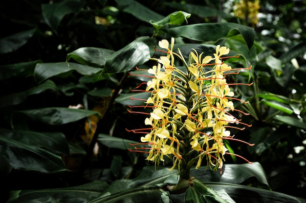 Fleur Tropicale Jaune Avec Un Arrière Plan Flou