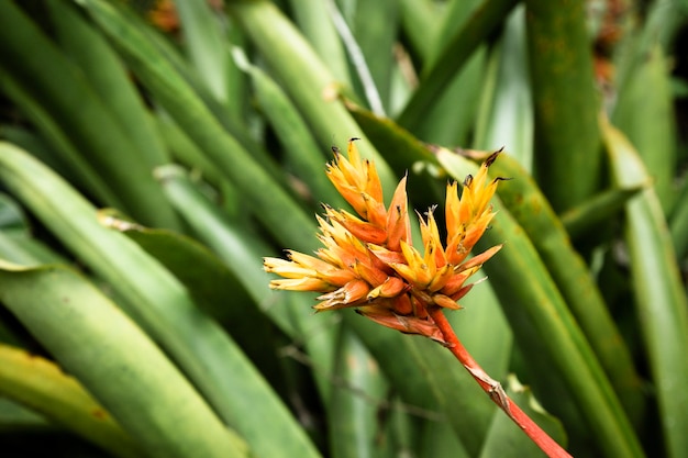 Fleur Tropicale Jaune Avec Un Arrière Plan Flou