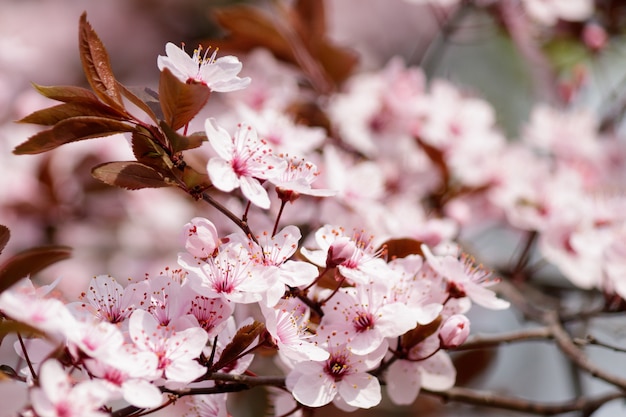 Fleurs De Cerisier En Fleurs Sur Un Arbre Photo Gratuite