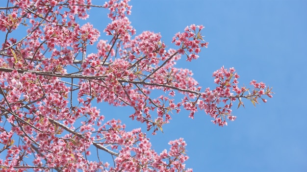 Fleurs De Cerisier Rose à Pleine Floraison Arbre De Fleurs