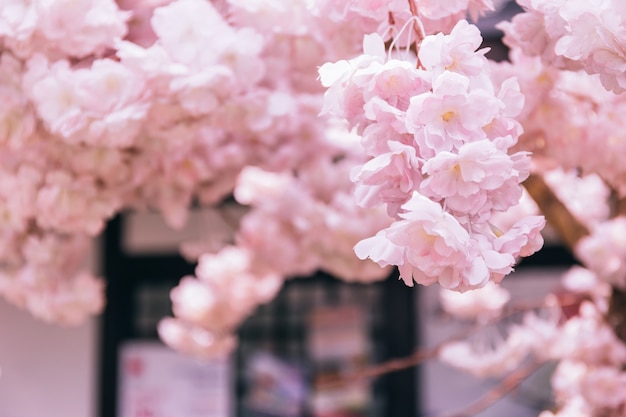 Fleurs De Cerisier Rose Ou Sakura En Japonais Avec La