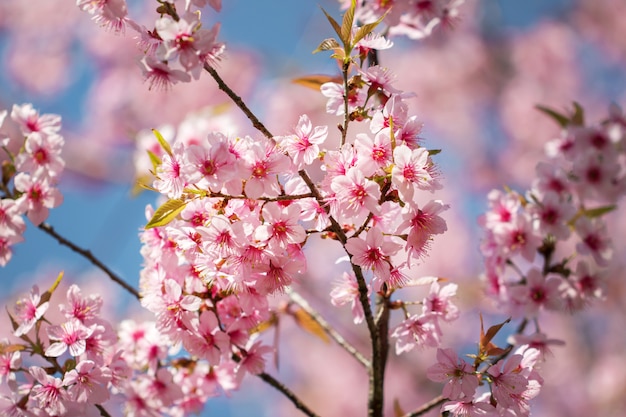 Fleurs de cerisier sauvages de l'himalaya au printemps (prunus cerasoides), sakura en thaïlande ...