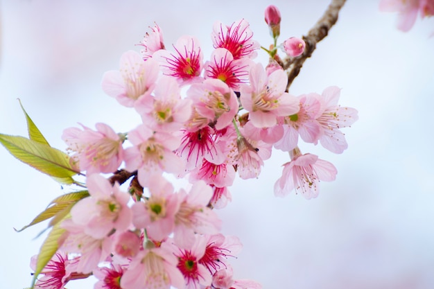 Fleurs De Cerisiers En Fleurs Fond De Fleurs De Sakura