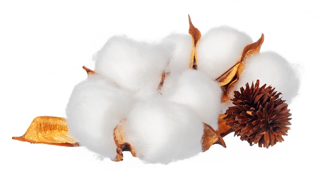 Fleurs de coton sur blanc Photo Premium