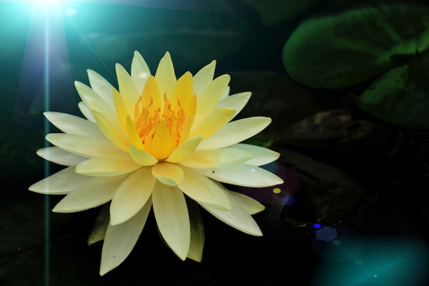 Les Fleurs De Lotus Dans L'eau Ont Des Reflets De Lumière Bleue. Photo Premium