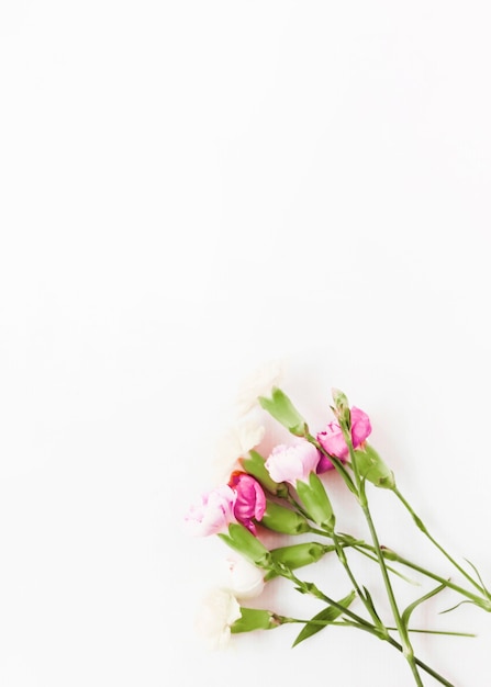 Fleurs d'oeillets roses sur fond blanc Photo gratuit