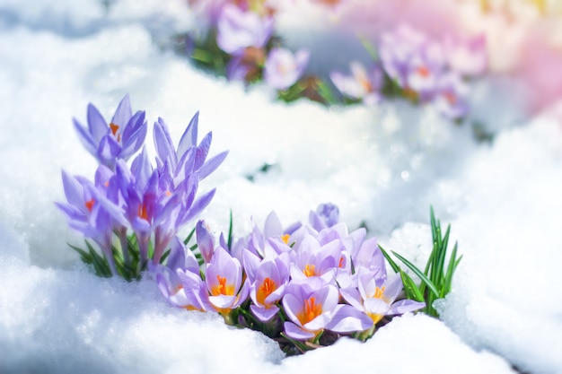 JOEUX NOËL ET BONNE ANNEE Fleurs-printemps-crocus-printemps-ressortent-sous-neige_177258-13