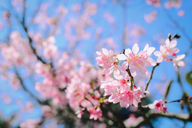 Fleurs Roses Sur La Branche Avec Un Ciel Bleu Pendant La Floraison Printaniere Photo Premium