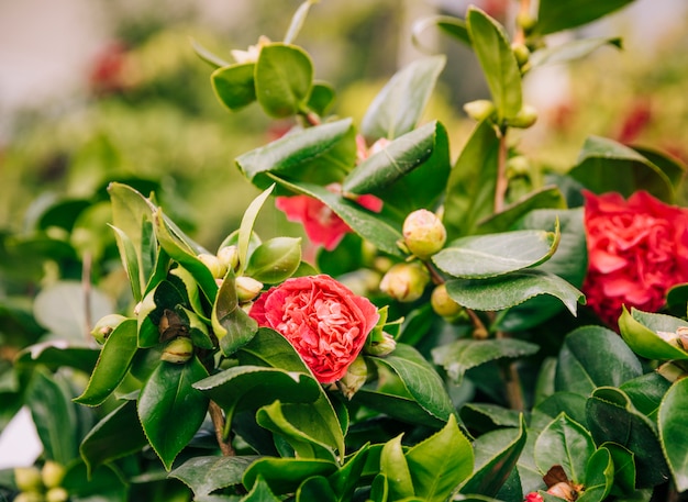 Fleurs Rouges Avec Des Bourgeons Sur Larbre Télécharger