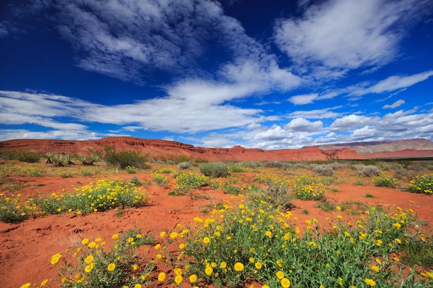 Fleurs De Souci Du Desert Au Printemps Paysage De L Utah Photo Premium