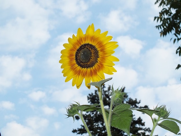 Fleurs De Tournesol Ciel Nuages Fleur Ciel Télécharger