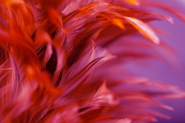Flou des styles et couleur douce de la texture de plume de poulet pour le fond, abstrait coloré Photo Premium