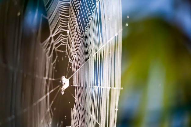 Flou web araignées pour manipuler piéger proie sur l'arbre dans le jardin Photo Premium