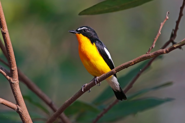 Flycatcher à Crinière Jaune Ficedula Zanthopygia Beaux