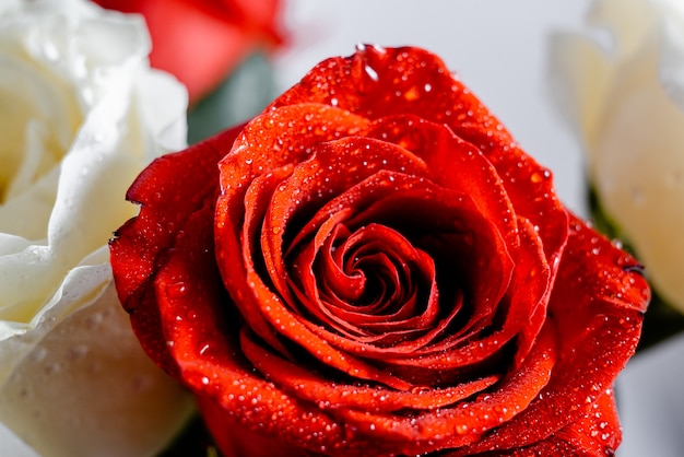 Fond D Ecran De Roses Rouges Et Blanches Avec De L Eau Petillante Photo Premium