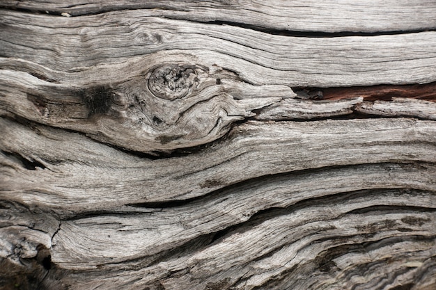  Fond  De Fissures De Surface D corce  D arbre Texture En 