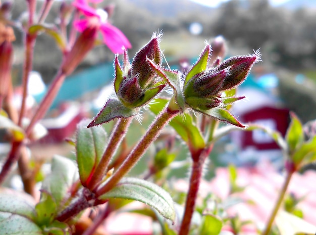 Fond Nature Fleurs Dans La Fenêtre Qui Brille Au Soleil