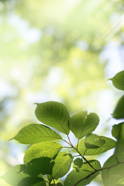  Fond  Naturel Vert Fond  De Verdure  Photo Premium