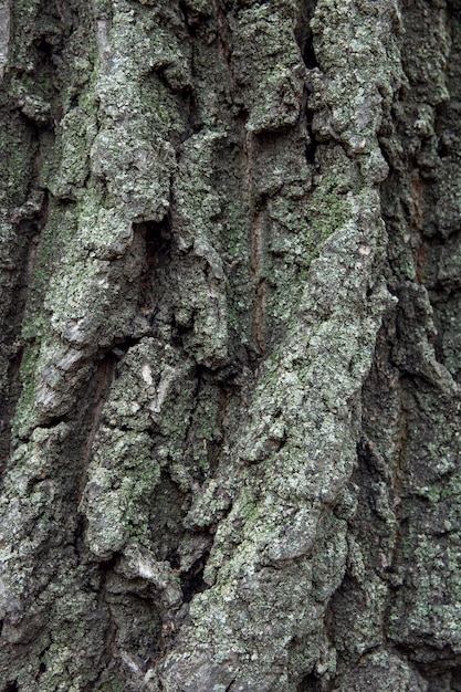  Fond  Naturel De La Vieille corce  D arbre La Texture De L 