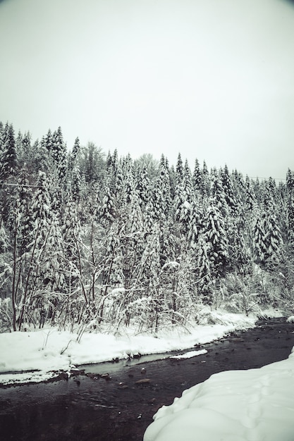 Fond de noël avec des sapins enneigés, paysage de montagne d'hiver magnifique Photo Premium