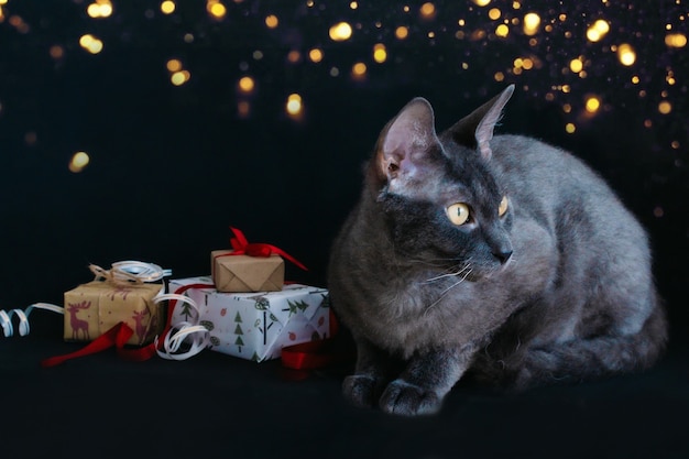 Sur Un Fond Noir Se Trouve Un Chat Gris Et Les Cadeaux De Noel Sont Emballes