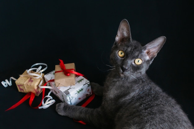 Sur Un Fond Noir Se Trouve Un Chat Gris Et Les Cadeaux De Noel Sont Emballes