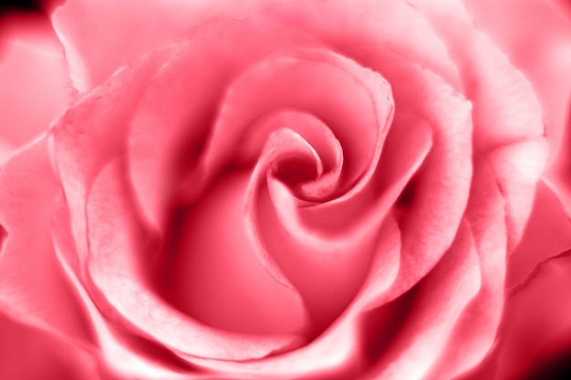 Fonds Decran 1920x1080 Roses Rose Couleur Fleurs