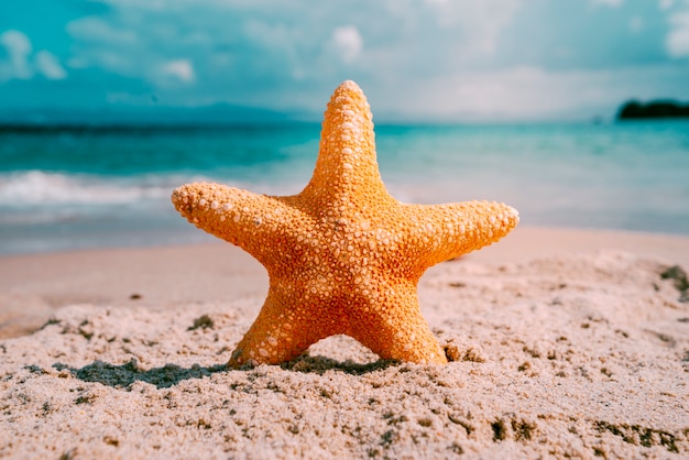 Fond De Plage Avec étoile De Mer Télécharger Des Photos