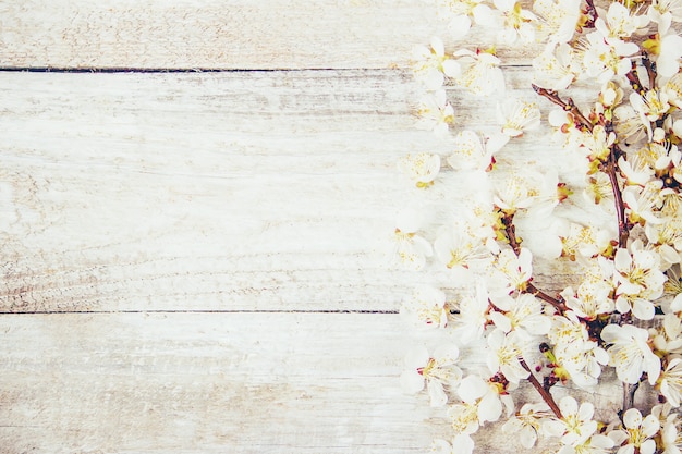 Fond de printemps, des fleurs et du thé. mise au point sélective. Photo Premium