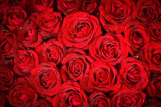 Fond De Roses Rouges Naturelles Photo Premium