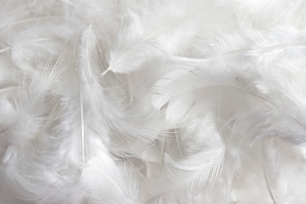 Fond de texture de plume blanche. Photo Premium
