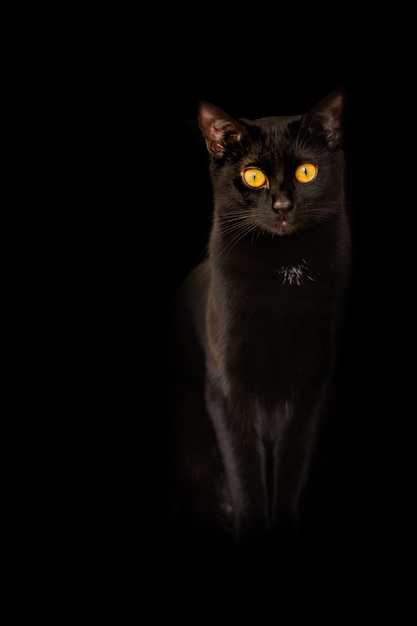 Fond Yeux De Flamme Jaune Chat Noir Sur Fond Noir Photo Premium