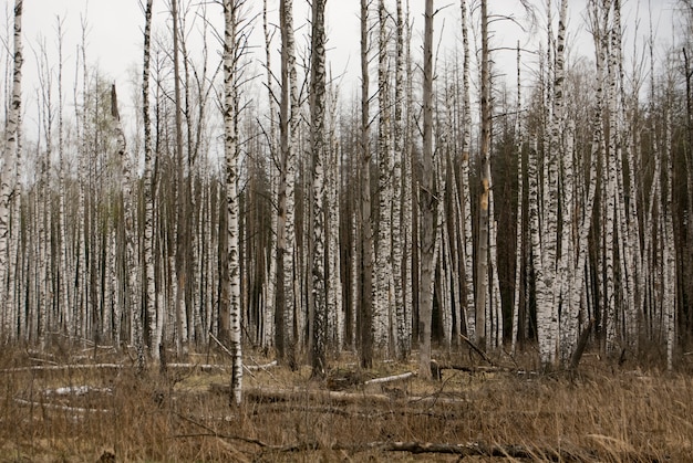 Forêt Nue Photo Gratuite 2867