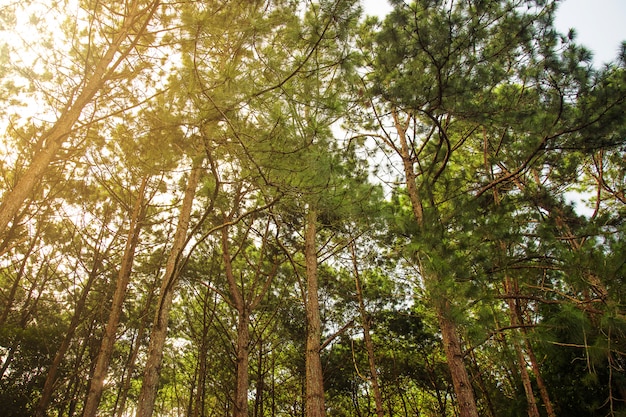 Forêt de pins verts naturels Photo Premium