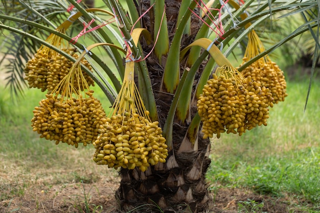 fruits de palmiers dattiers sur un palmier dattier cultivé dans le