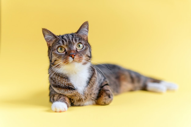 Funny Chat Raye A La Maison Avec De Grands Yeux Jaunes Un Collier Blanc Et Des Pattes Blanches Se Trouve Photo Premium