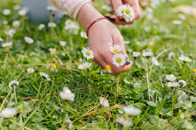 Gens, cueillette, fleur de camomiles Photo gratuit