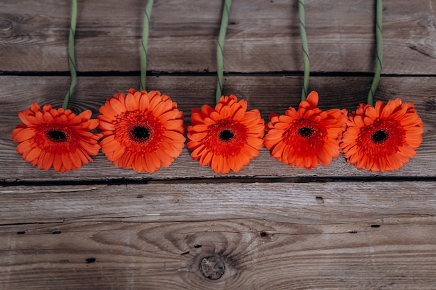 Gerbera fleurs sur un fond gris en bois Photo Premium