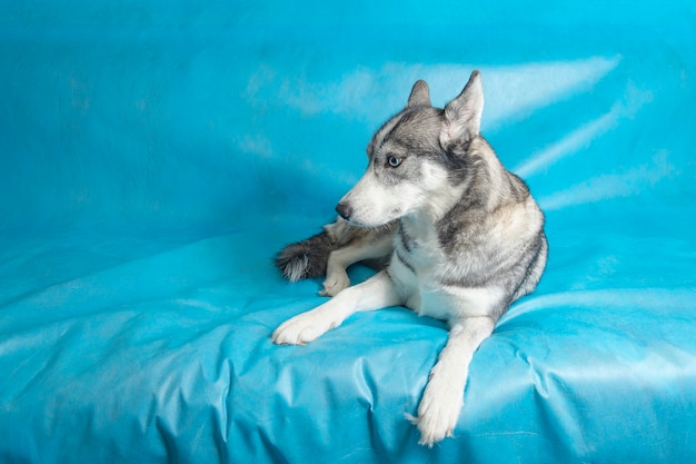 Gey Et Chien Husky Blanc Aux Yeux Bleus Sur Fond Bleu Photo Gratuite