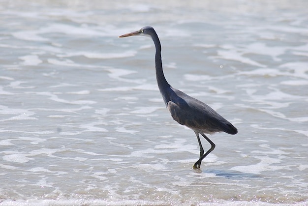 Goa Benaulim Pêche Oiseau Plage Télécharger Des Photos