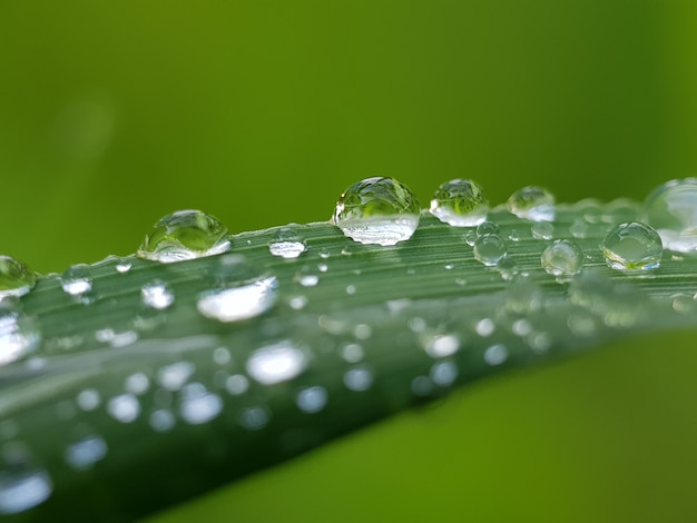 Goutte Deau Sur La Feuille Verte Fraîche Photo Macro Photo Premium 